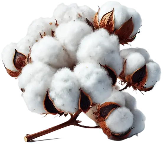Cotton
