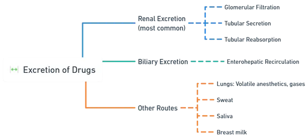 Excretion of Drugs