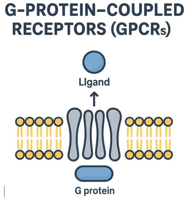 G-Protein–Coupled Receptors (GPCRs)