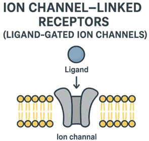 Ion Channel-Linked Receptors (Ligand-Gated Ion Channels)