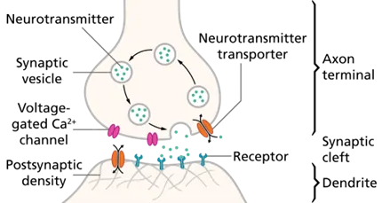 Neurohumoral Transmission