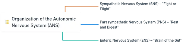 Organization of the ANS Organization of the ANS
