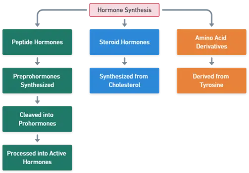 Hormone Synthesis Hormone Synthesis