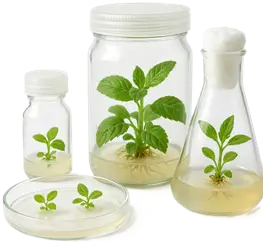 Plant Tissue Culture Plant Tissue Culture