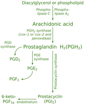 Prostaglandins
