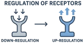 Regulation of Receptors