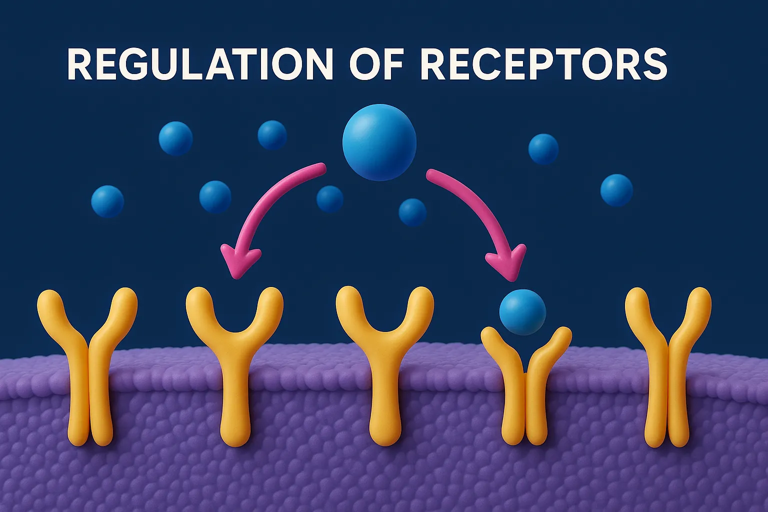 Regulation of Receptors