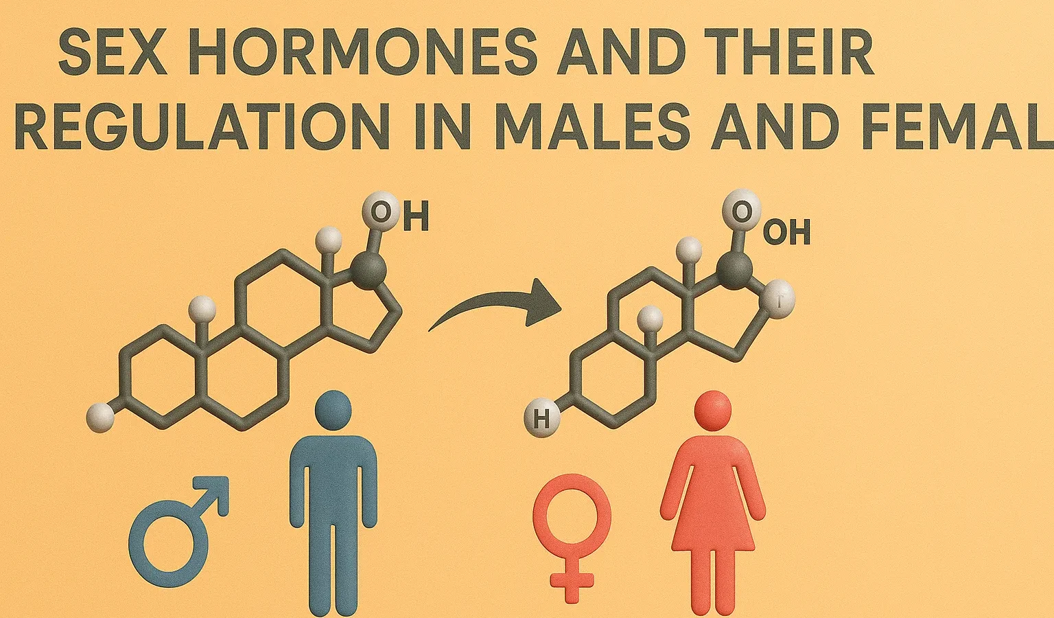 Sex Hormones and Their Regulation in Males and Females