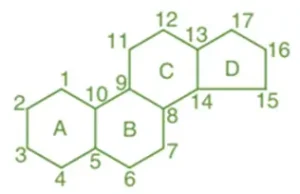 Steroid Structure Steroid Structure Basics