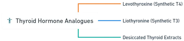 Thyroid Hormones Thyroid Hormones