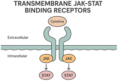 Transmembrane JAK-STAT Binding Receptors