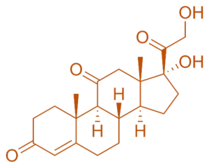 Structure of Cortisone Structure of Cortisone