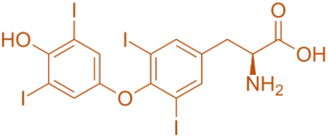 Structure of L-Thyroxine Structure of L-Thyroxine