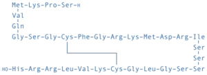 Structure of Nesiritide