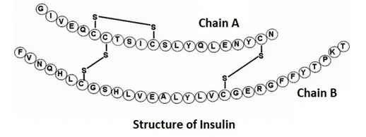 structure of insulin