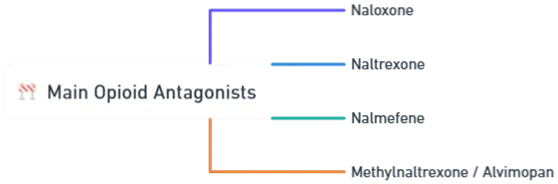 Main Opioid Antagonists