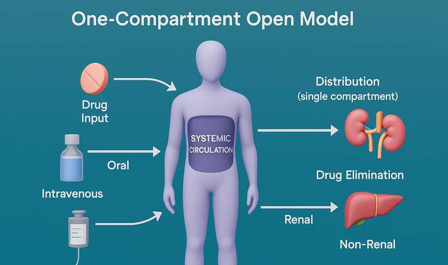 One-Compartment Open Model
