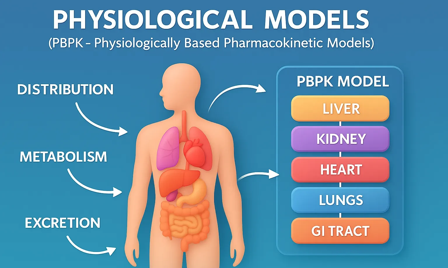 Physiological Models (PBPK Physiologically Based Pharmacokinetic Models)