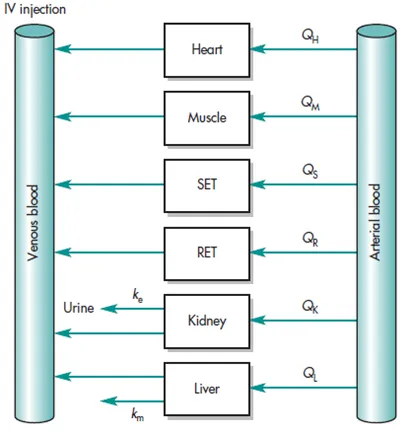 Physiological Models (PBPK - Physiologically Based Pharmacokinetic Models)