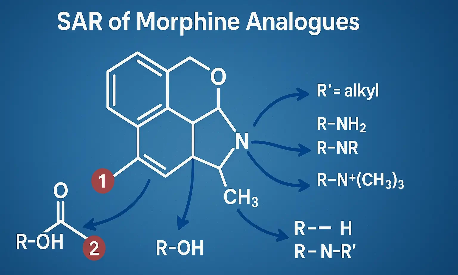 SAR of Morphine Analogues