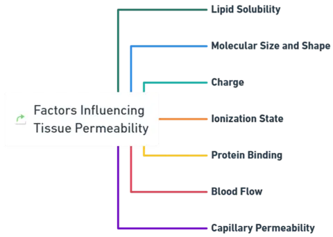 Tissue Permeability of Drugs