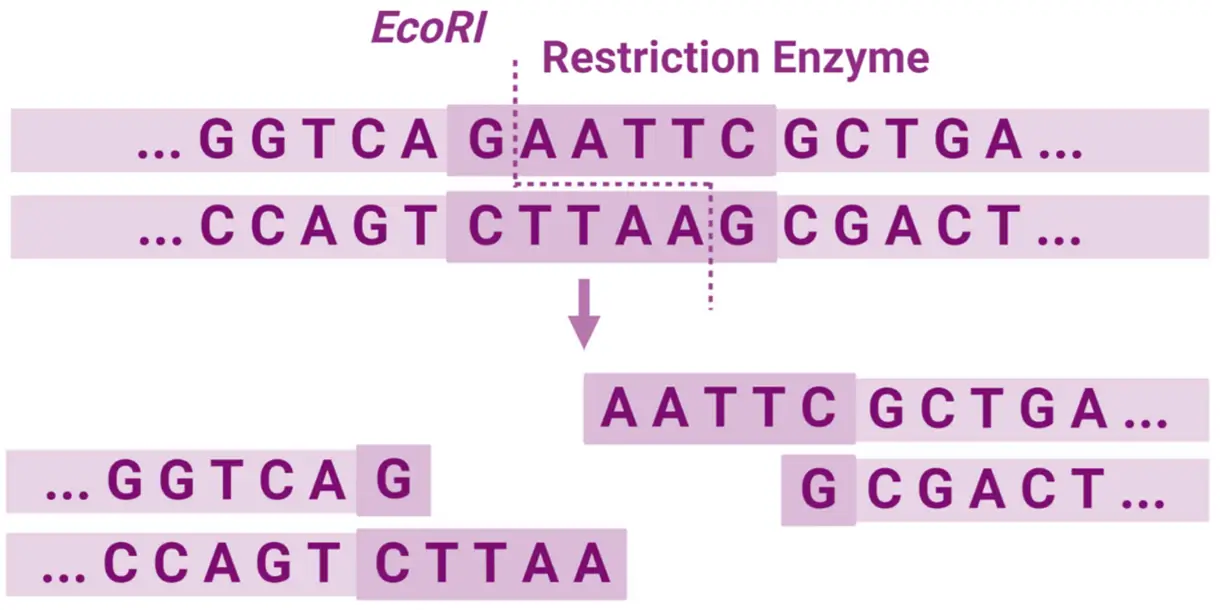 Restriction Endonucleases Restriction Endonucleases